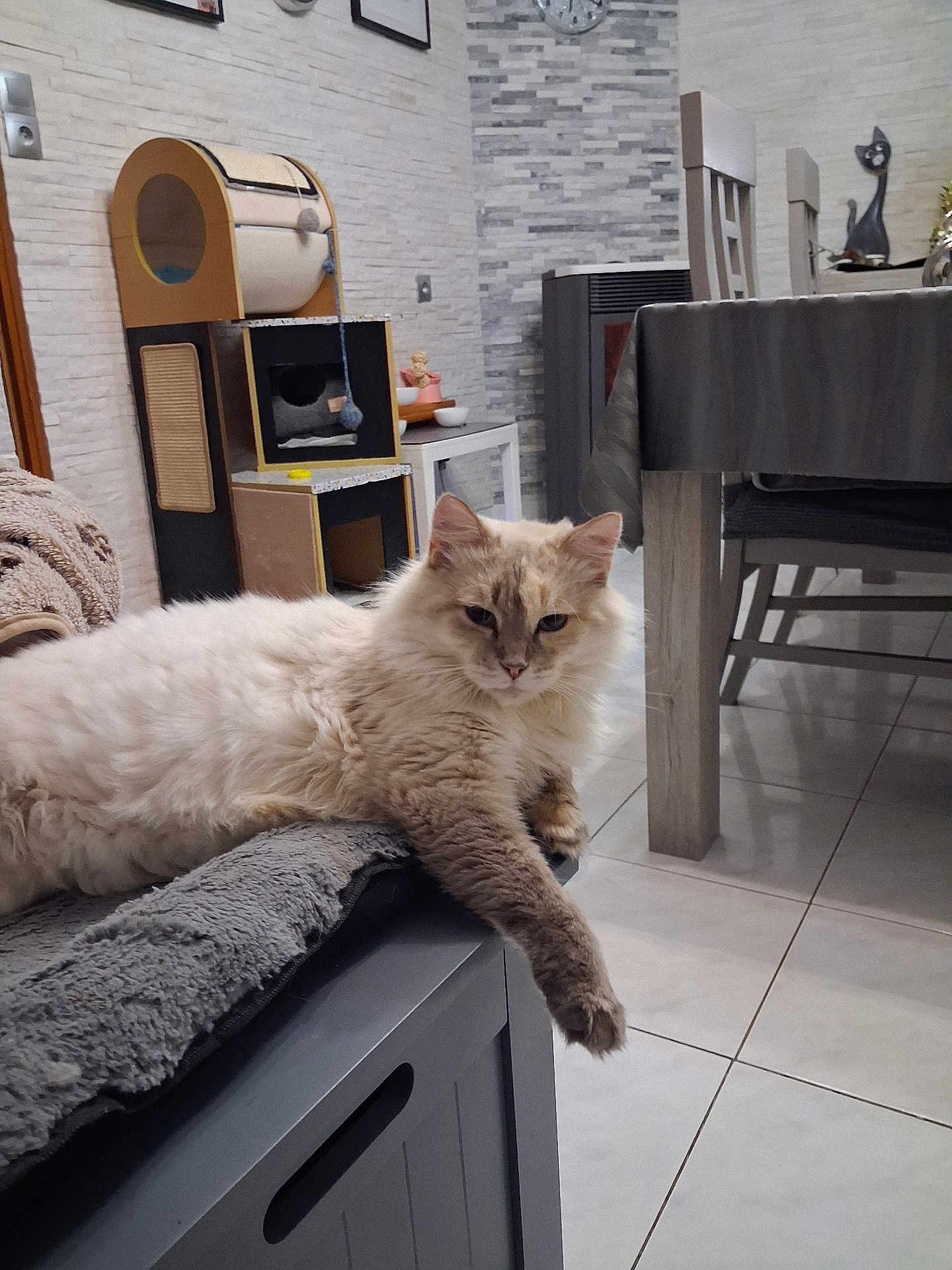 Freya participe au concours pour gagner de l'argent avec cette photo : cat, fluffy_cat, indoor, furniture, blanket, relaxed, stretching, modern_room, cat_tree, dining_table, tile_floor, decor, pet, paw, home_interior, cozy, cute, animal, resting, domestic_cat