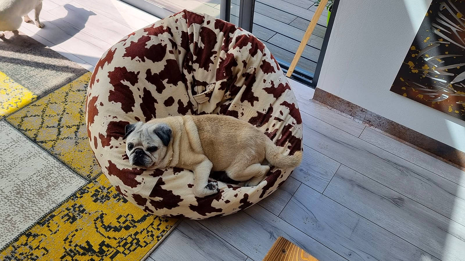 Choubaka a rejoint le concours — aidez-le/la à gagner de superbes lots ! canidae, carnivore, comfort, companion_dog, dog, dog_bed, dog_breed, dog_supply, fawn, floor, flooring, hardwood, pattern, pet_supply, snout, sporting_group, terrestrial_animal, toy_dog, wood, working_animal