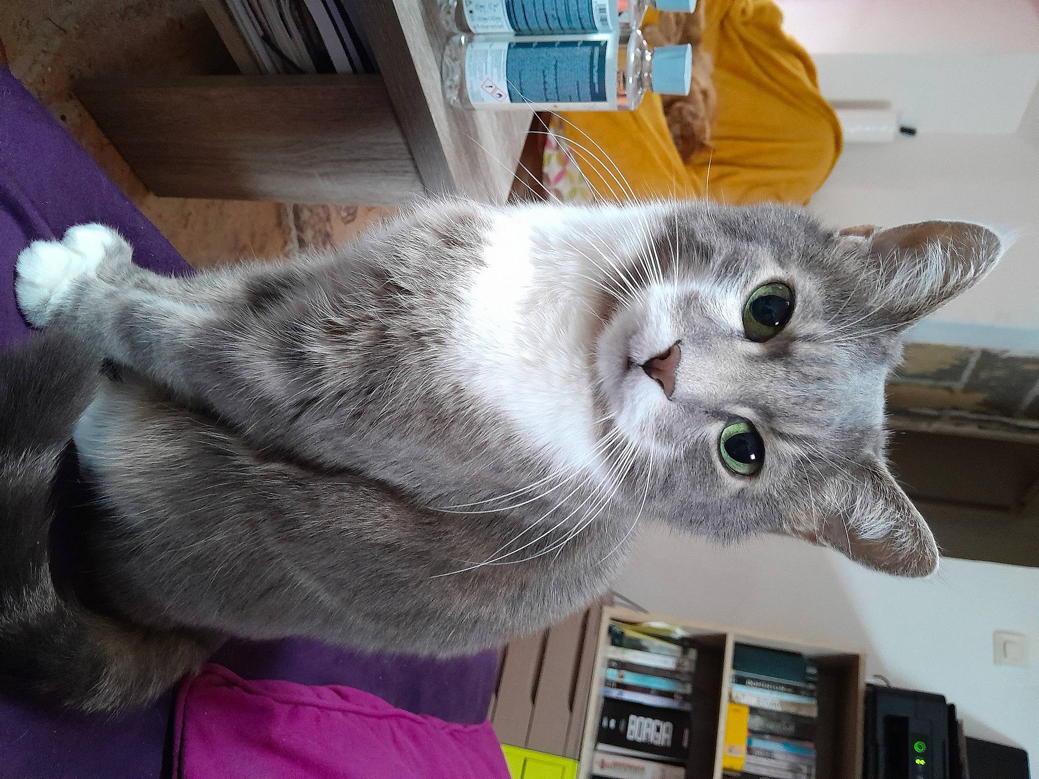 Haldor a rejoint le concours — aidez-le/la à gagner de superbes lots ! bookcase, carnivore, cat, domestic_short_haired_cat, felidae, fur, paw, publication, russian_blue, shelf, shelving, small_to_medium_sized_cats, snout, tail, whiskers