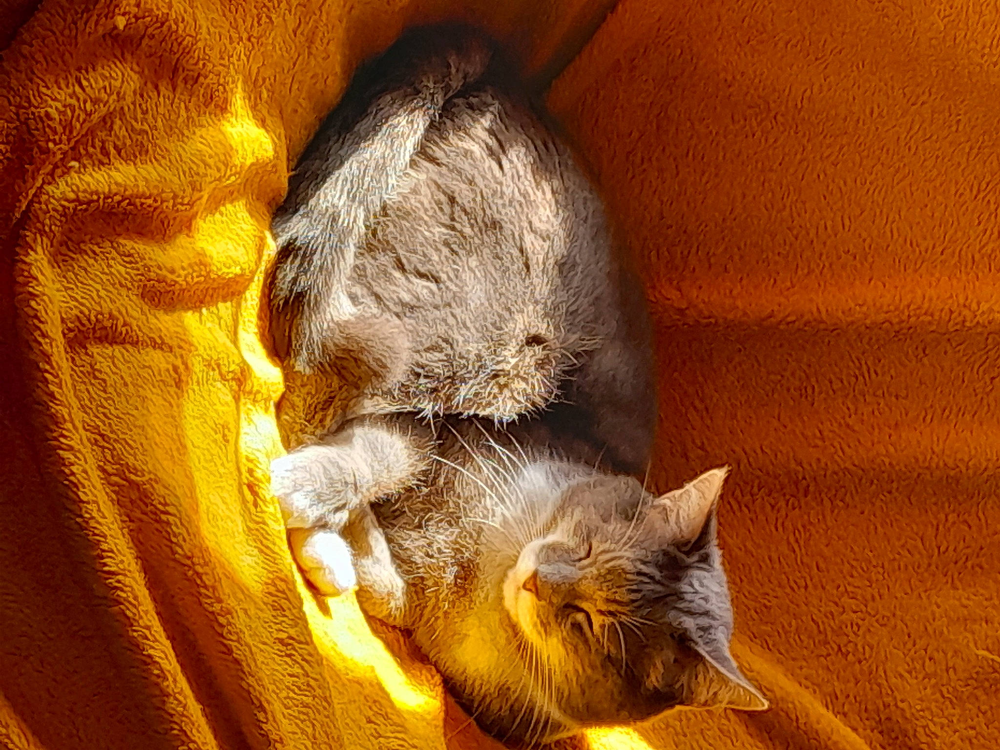 Haldor a rejoint le concours — aidez-le/la à gagner de superbes lots ! carnivore, cat, cat_supply, claw, comfort, domestic_short_haired_cat, fawn, felidae, fur, human_leg, nap, paw, small_to_medium_sized_cats, snout, tail, terrestrial_animal, whiskers, wood