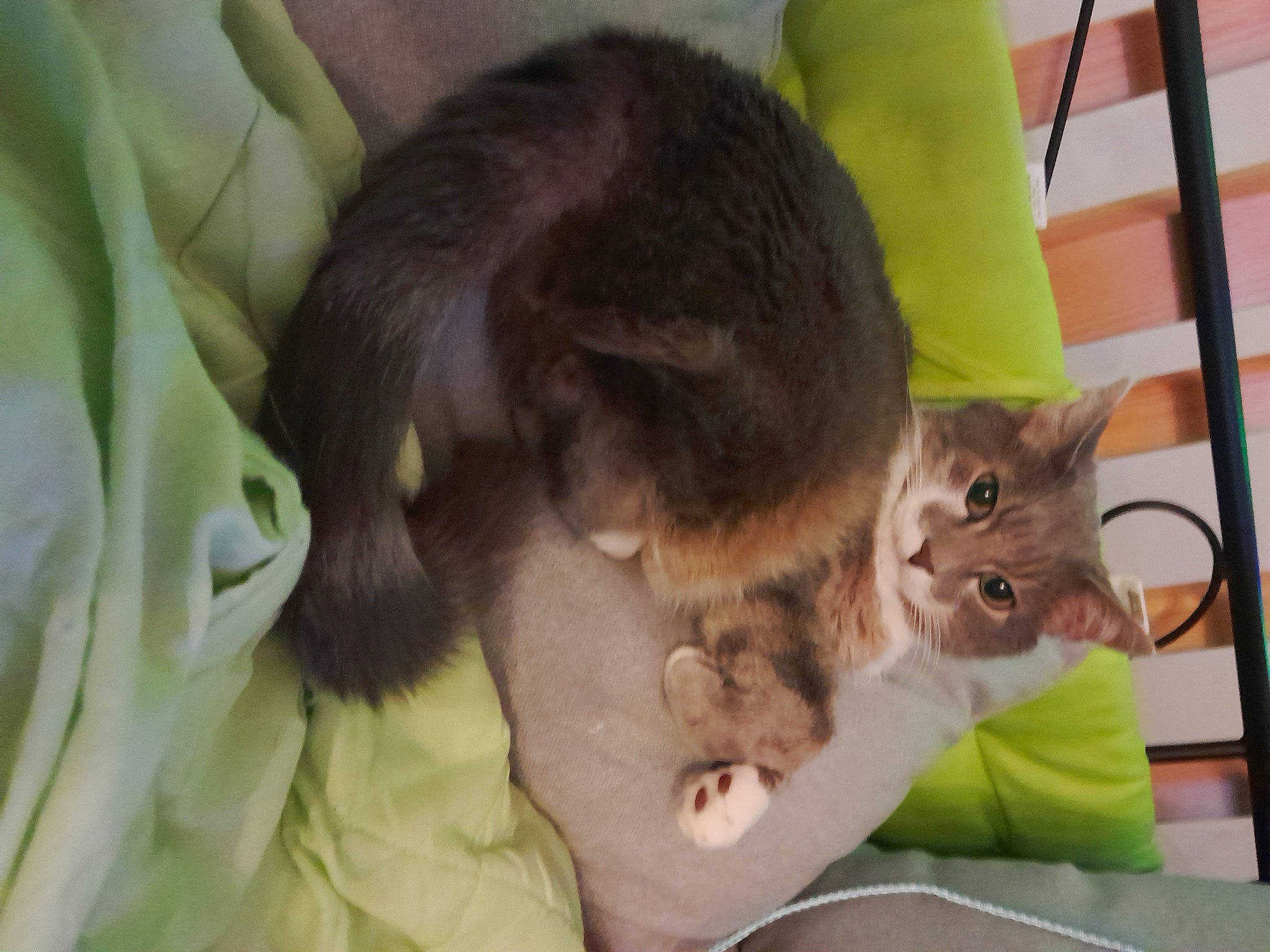 Haldor participe au concours pour gagner de l'argent avec cette photo : canidae, carnivore, cat, cat_supply, claw, comfort, companion_dog, dog_breed, domestic_short_haired_cat, fawn, felidae, fur, paw, pet_supply, small_to_medium_sized_cats, snout, tail, terrestrial_animal, whiskers