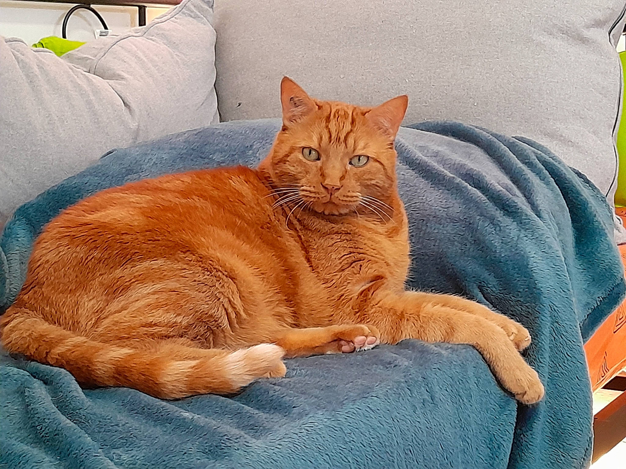 Lennox participe au concours pour gagner de l'argent avec cette photo : bedding, carnivore, cat, cat_supply, comfort, domestic_short_haired_cat, drawing, fawn, felidae, fur, linens, nap, paw, sitting, small_to_medium_sized_cats, snout, tail, terrestrial_animal, whiskers, wrinkle