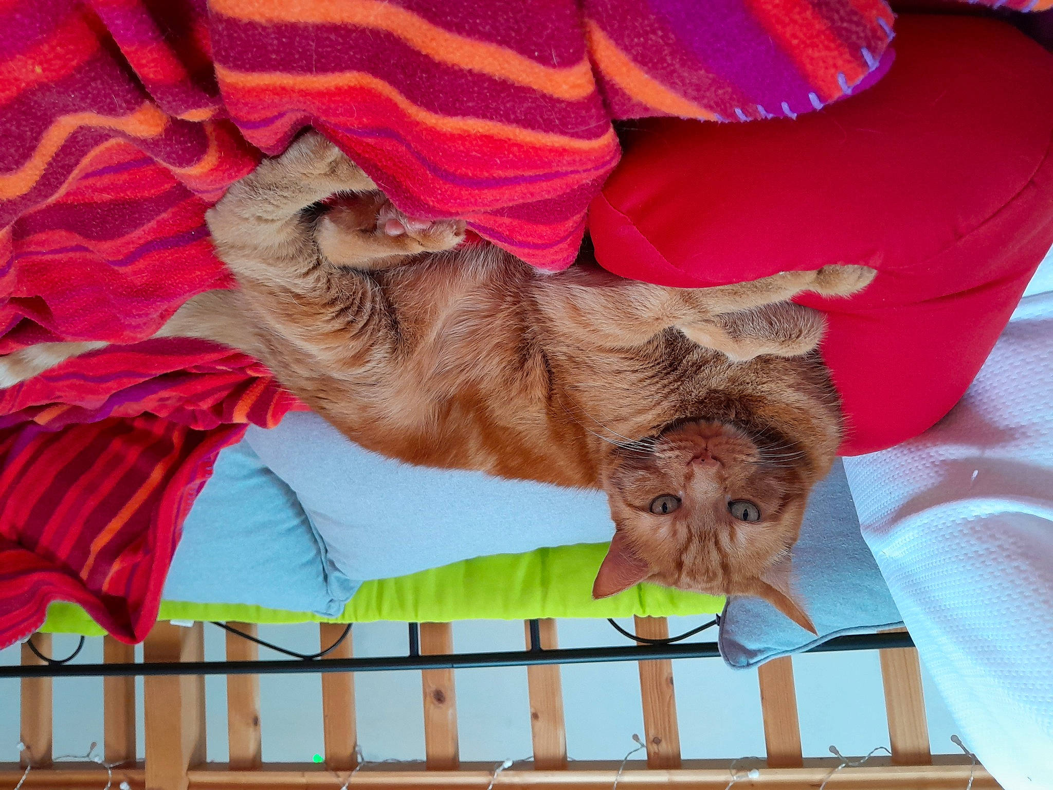 Lennox a rejoint le concours — aidez-le/la à gagner de superbes lots ! canidae, companion_dog, dog_breed, fawn, felidae, flesh, fur, gesture, happy, linens, liver, magenta, photo_caption, rectangle, sporting_group, terrestrial_animal, working_animal, wrinkle