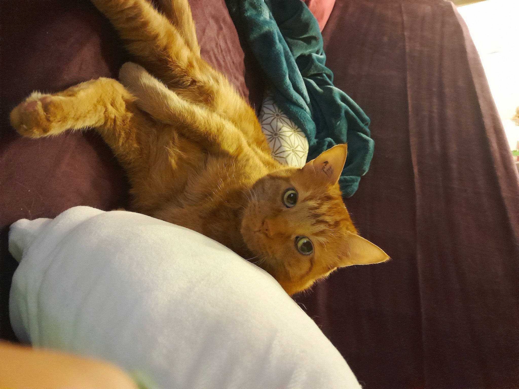 Lennox a rejoint le concours — aidez-le/la à gagner de superbes lots ! bed, carnivore, cat, claw, comfort, domestic_short_haired_cat, fawn, felidae, foot, fur, gesture, human_leg, linens, nail, paw, room, small_to_medium_sized_cats, tail, whiskers, wood