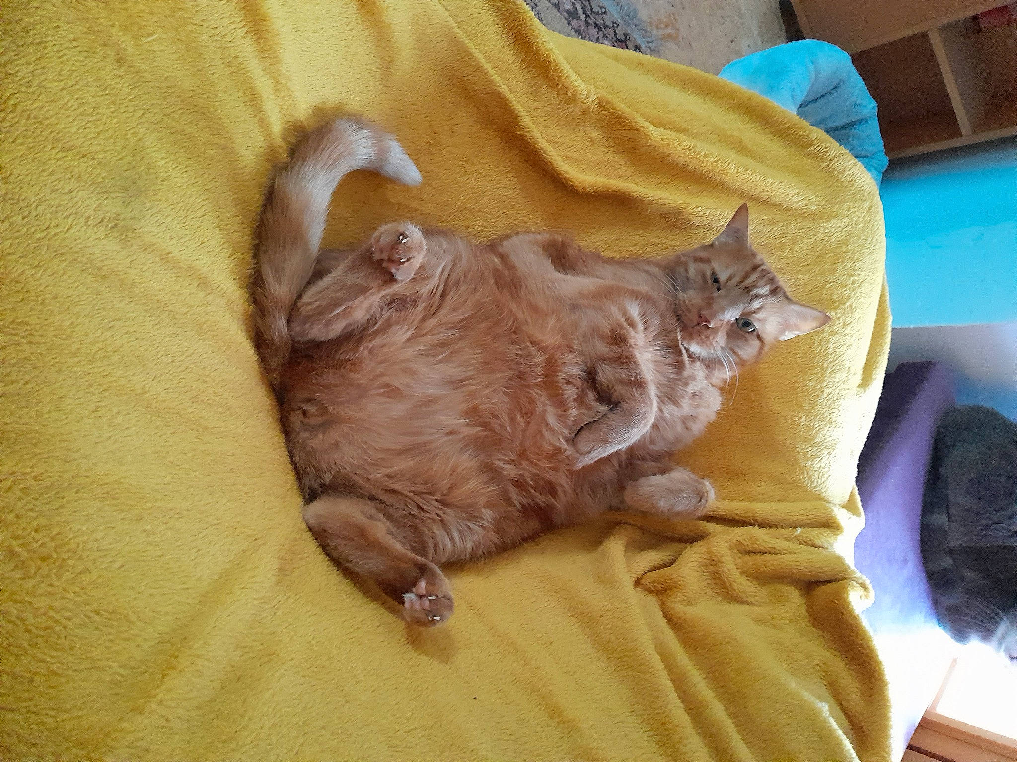 Lennox a rejoint le concours — aidez-le/la à gagner de superbes lots ! carnivore, cat, comfort, dog_breed, domestic_short_haired_cat, ear, fawn, felidae, fur, liver, nap, paw, sleep, small_to_medium_sized_cats, tail, terrestrial_animal, whiskers, wood, working_animal