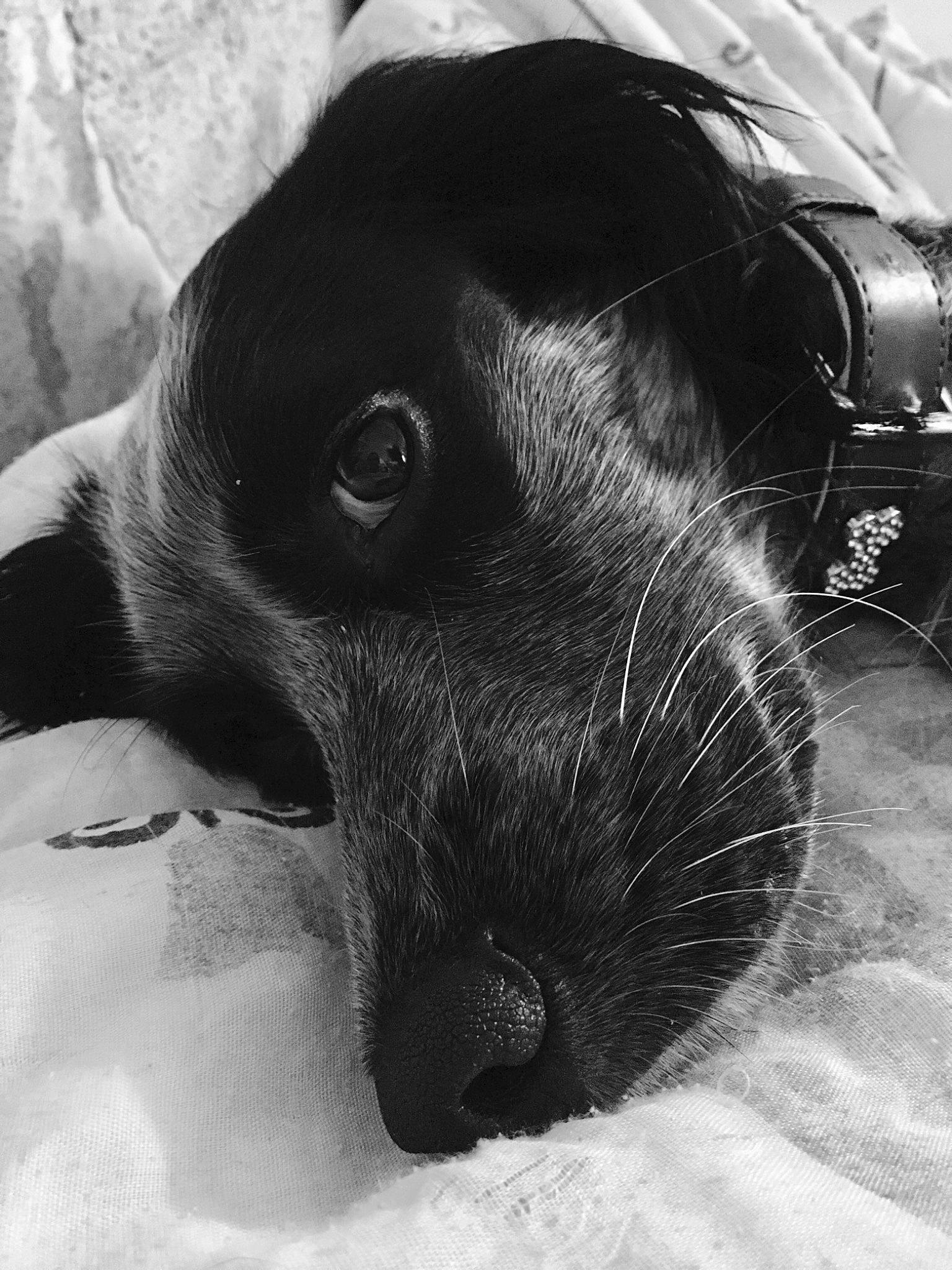 Vayana a rejoint le concours — aidez-le/la à gagner de superbes lots ! black_and_white, canidae, carnivore, dog, dog_breed, eye, monochrome, monochrome_photography, nose, photography, puppy, smooth_fox_terrier, snout, sporting_group, whiskers