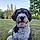 Cooper