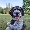dog, black_and_white, curly_fur, tongue_out, happy, pet, collar, tag, grass, outdoor, nature, tree, blurred_background, canine, animal, summer, park, closeup, portrait, friendly