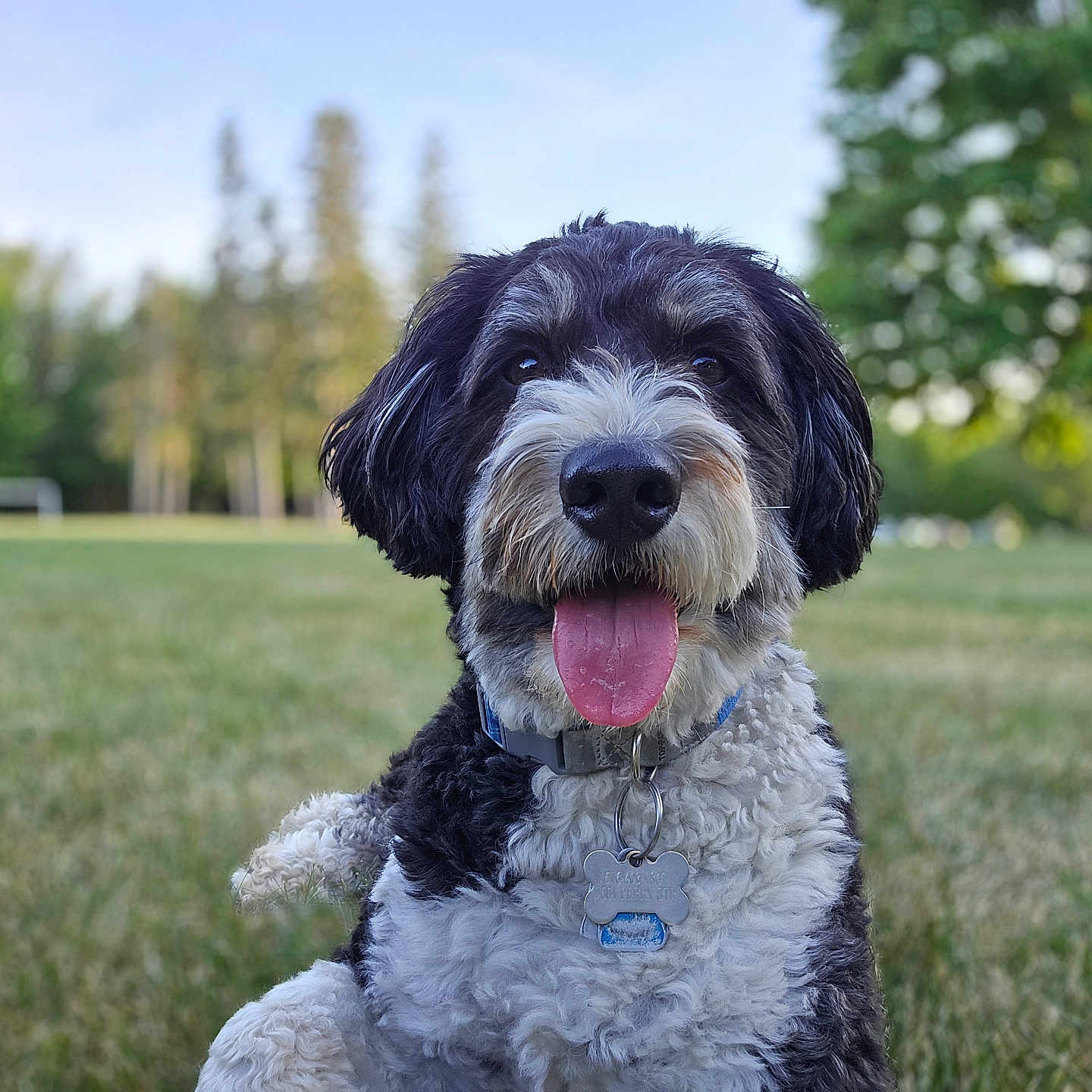 Cooper is registered to the contest to win money with this photo: dog, black_and_white, curly_fur, tongue_out, happy, pet, collar, tag, grass, outdoor, nature, tree, blurred_background, canine, animal, summer, park, closeup, portrait, friendly