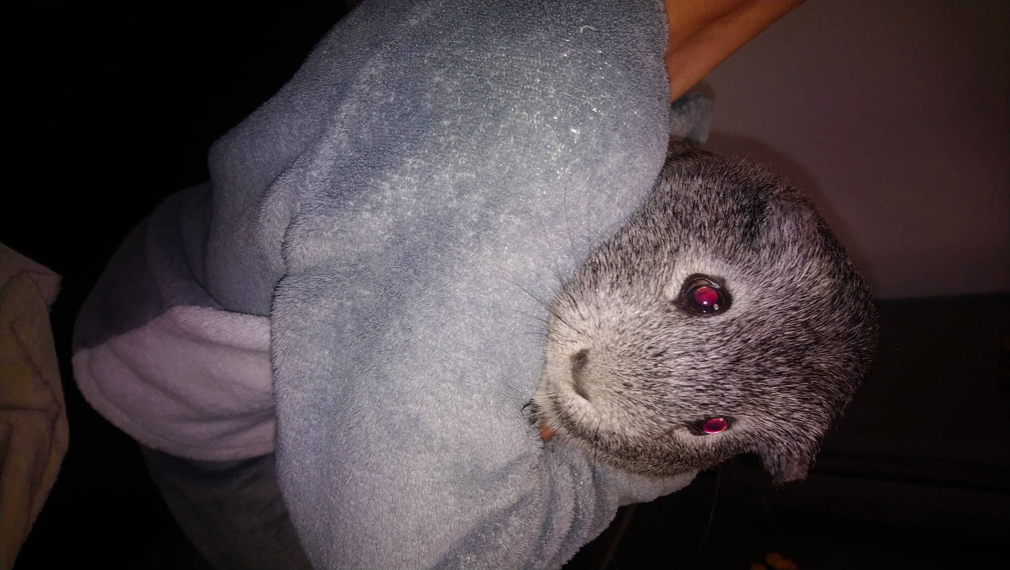 Osiris a rejoint le concours — aidez-le/la à gagner de superbes lots ! chinchilla, nose, rodent, skin, snout, whiskers