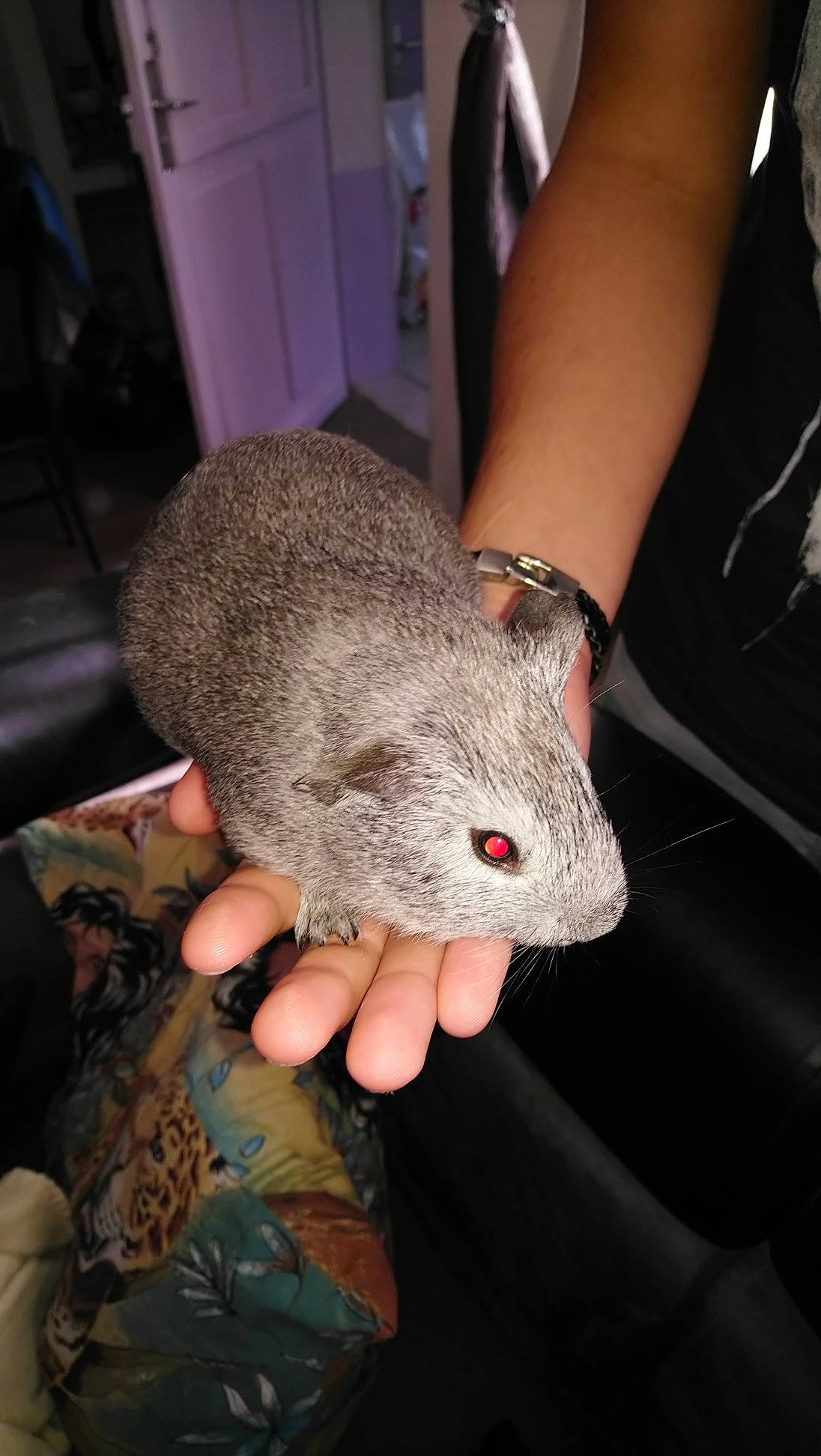 Osiris a rejoint le concours — aidez-le/la à gagner de superbes lots ! chinchilla, degu, fare, fawn, gerbil, hand, marsupial, mouse, muridae, muroidea, possum, rat, rodent