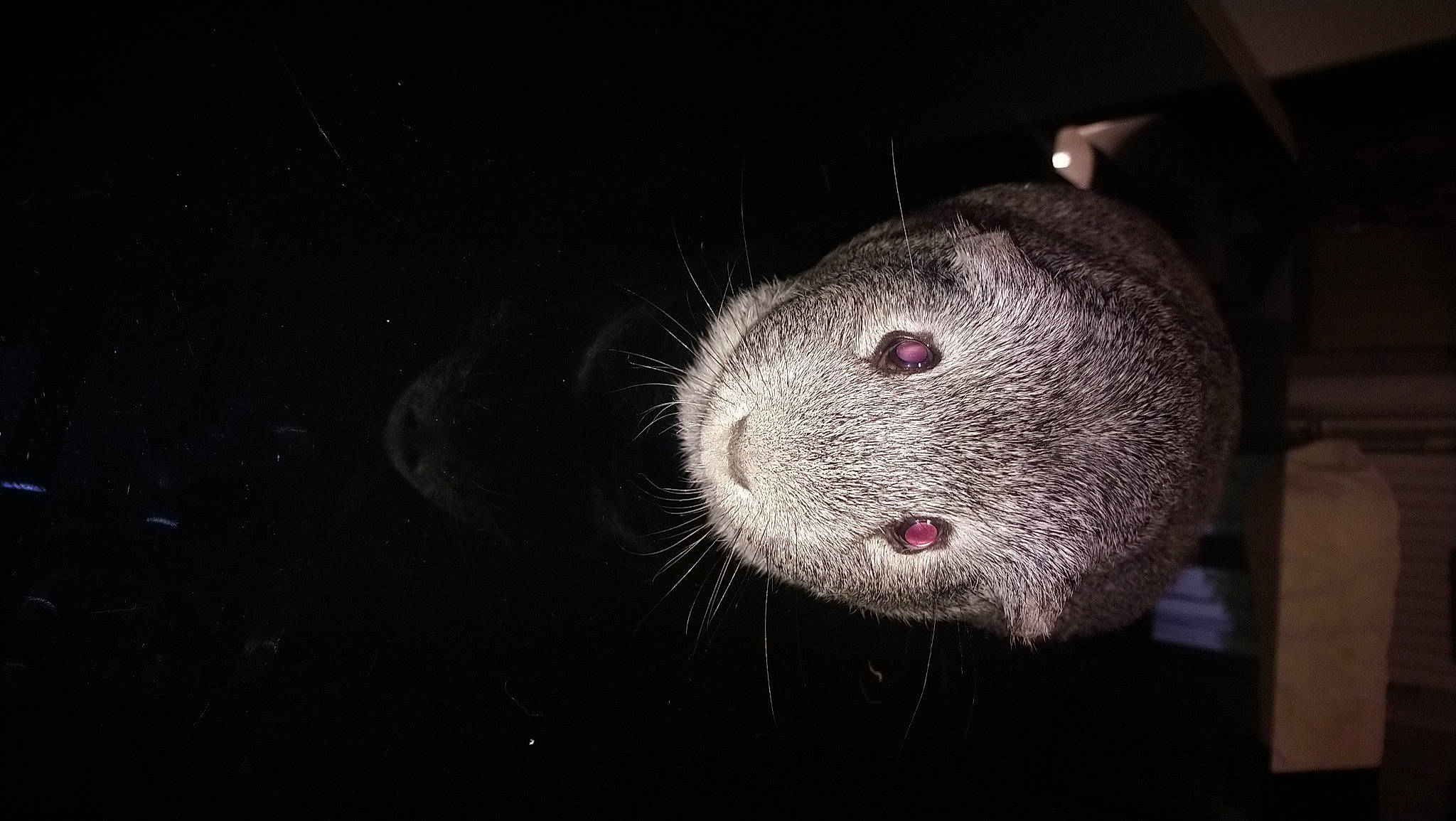 Osiris a rejoint le concours — aidez-le/la à gagner de superbes lots ! darkness, dormouse, eye, fur, gerbil, guinea_pig, hamster, marsupial, mouse, muridae, muroidea, nose, rat, rodent, snout, whiskers