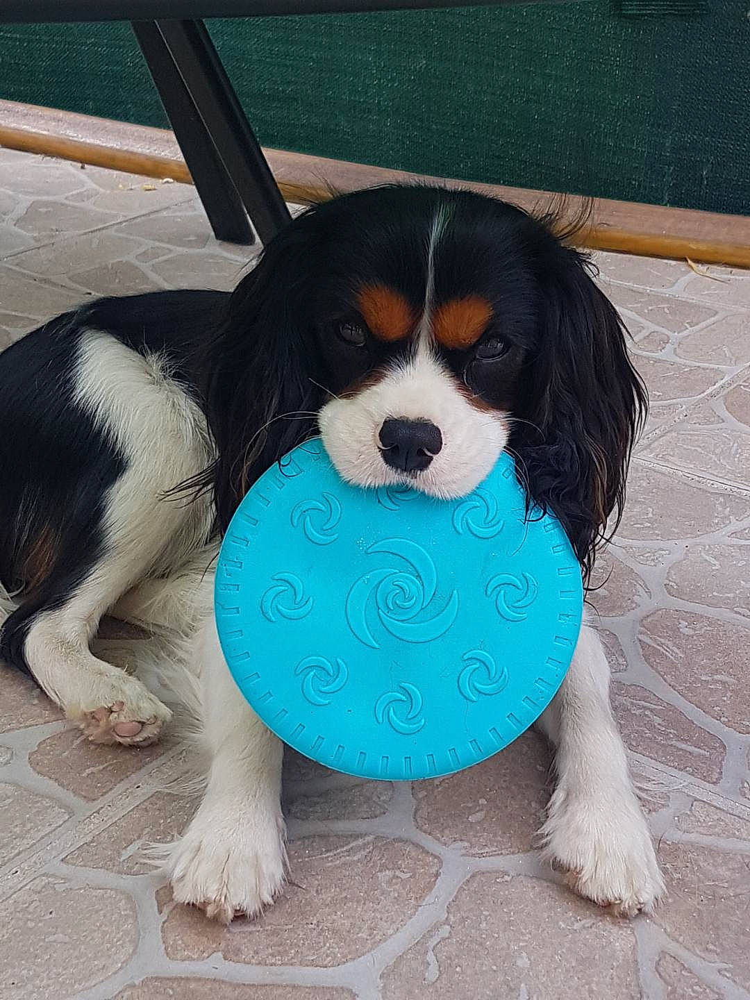 Odin a rejoint le concours — aidez-le/la à gagner de superbes lots ! beagle, beaglier, canidae, carnivore, cavalier_king_charles_spaniel, companion_dog, dog, dog_breed, king_charles_spaniel, mammal, puppy, rare_breed_dog, snout, spaniel, sporting_group, vertebrate