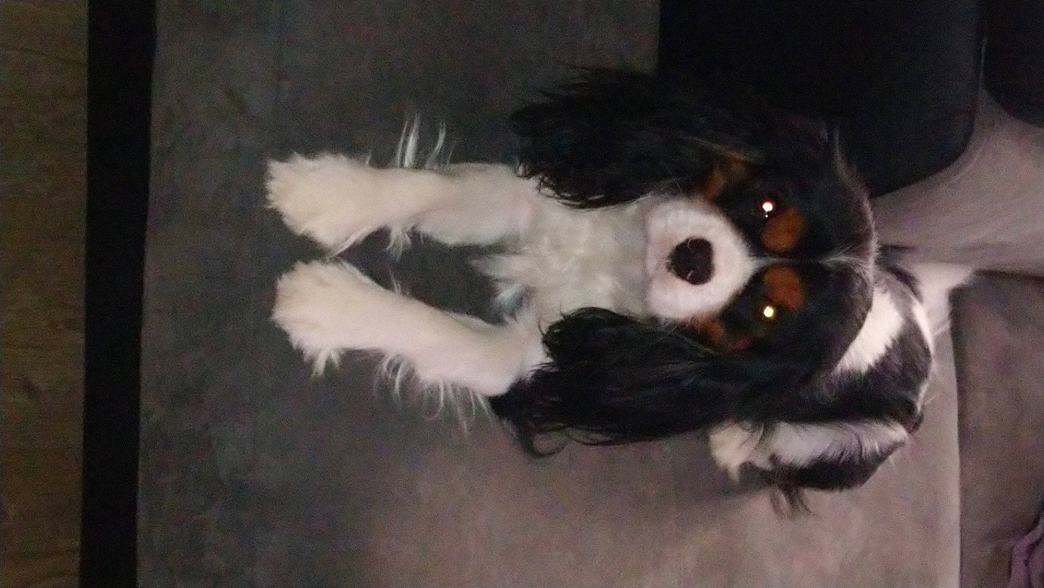 Odin a rejoint le concours — aidez-le/la à gagner de superbes lots ! bernese_mountain_dog, canidae, carnivore, cavalier_king_charles_spaniel, companion_dog, dog, dog_breed, fur, king_charles_spaniel, phalene, puppy, snout, spaniel, sporting_group, toy_dog