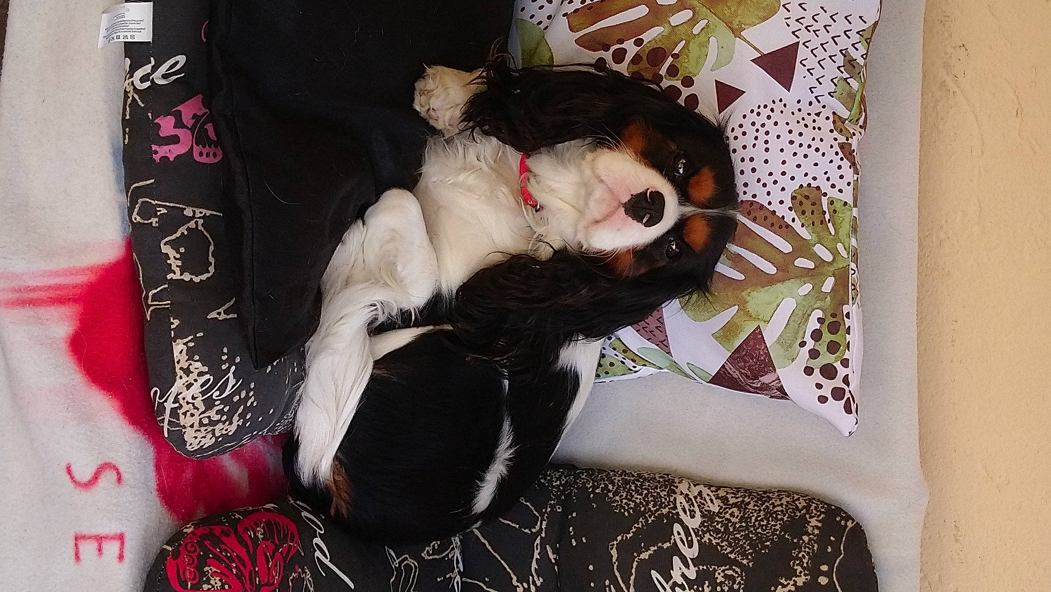 Odin a rejoint le concours — aidez-le/la à gagner de superbes lots ! canidae, carnivore, cavalier_king_charles_spaniel, companion_dog, dog, dog_breed, furniture, linens, non_sporting_group, pillow, puppy, sporting_group, tail