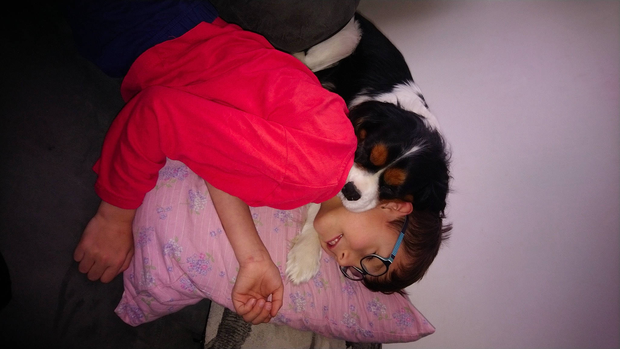 Odin a rejoint le concours — aidez-le/la à gagner de superbes lots ! bernese_mountain_dog, canidae, carnivore, cavalier_king_charles_spaniel, companion_dog, dog, dog_breed, puppy_love, sporting_group