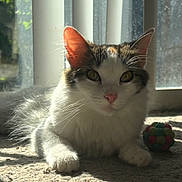 Luna joined the competition — help win amazing prizes! cat, indoor, sunlight, window, toy, colorful_ball, pet, feline, relaxing, whiskers, ears, fur, shadow, carpet, closeup, animal, domestic, cute, playful, light