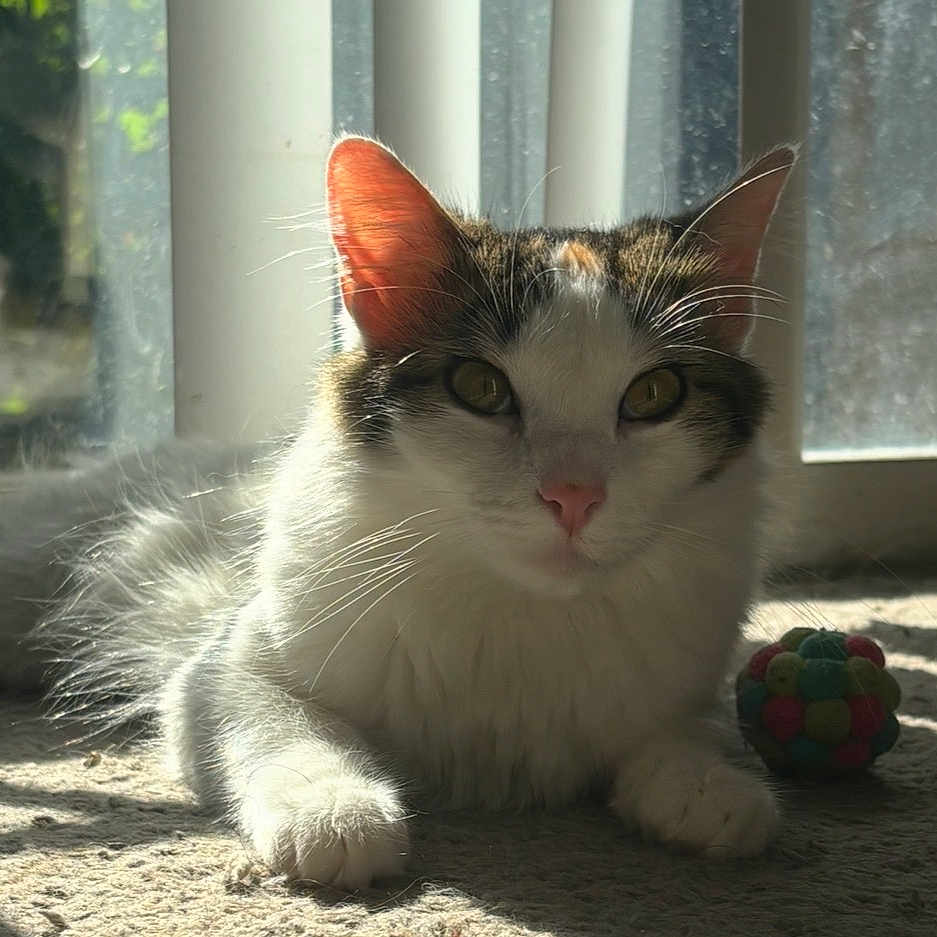 Luna