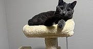 Willow is registered to the contest to win money with this photo: cat, gray_cat, feline, pet, animal, sitting, lying_down, cat_tree, scratching_post, plush, toy, indoors, home, wall, cardboard_box, portrait, looking_at_camera, whiskers, green_eyes, relaxed