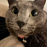 Willow joined the competition — help win amazing prizes! cat, close_up, face, eyes, large_eyes, whiskers, nose, ears, fur, gray_fur, collar, bell, pet, animal, indoors, cozy, couch, portrait, curious, photography