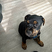 Negro joined the competition — help win amazing prizes! puppy, dog, black, brown, floor, indoor, pet, cute, animal, young, small, looking_up, ears, sitting, collar, slippers, domestic, fur, canine, companion
