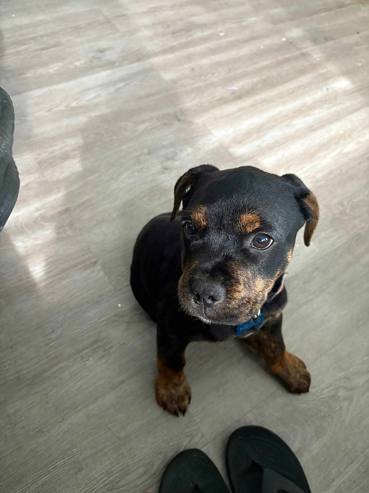 Negro joined the competition — help win amazing prizes! puppy, dog, black, brown, floor, indoor, pet, cute, animal, young, small, looking_up, ears, sitting, collar, slippers, domestic, fur, canine, companion