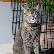 Luna is registered to the contest to win money with this photo: cat, tabby_cat, green_eyes, collar, bell, pet, indoor, wire_cage, plant, pot, floor, curious, sitting, animal, feline, whiskers, ears, tail, gray_fur, close_up