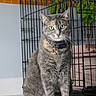 cat, tabby_cat, green_eyes, collar, bell, pet, indoor, wire_cage, plant, pot, floor, curious, sitting, animal, feline, whiskers, ears, tail, gray_fur, close_up
