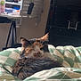 Lydia joined the competition — help win amazing prizes! bed, bedding, bedroom, blanket, calico_cat, cat, close_up, cozy, cute, domestic_cat, feline, fur, indoor, patterned_blanket, pet, relaxed, resting, sleeping, soft_light, whiskers
