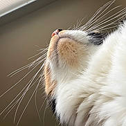 Lydia joined the competition — help win amazing prizes! animal, blinds, calico, cat, ceiling, chin, close_up, fluffy, fur, indoor, low_angle, macro, muzzle, nose, pet, portrait, side_view, soft_texture, whiskers, window
