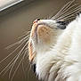 animal, blinds, calico, cat, ceiling, chin, close_up, fluffy, fur, indoor, low_angle, macro, muzzle, nose, pet, portrait, side_view, soft_texture, whiskers, window