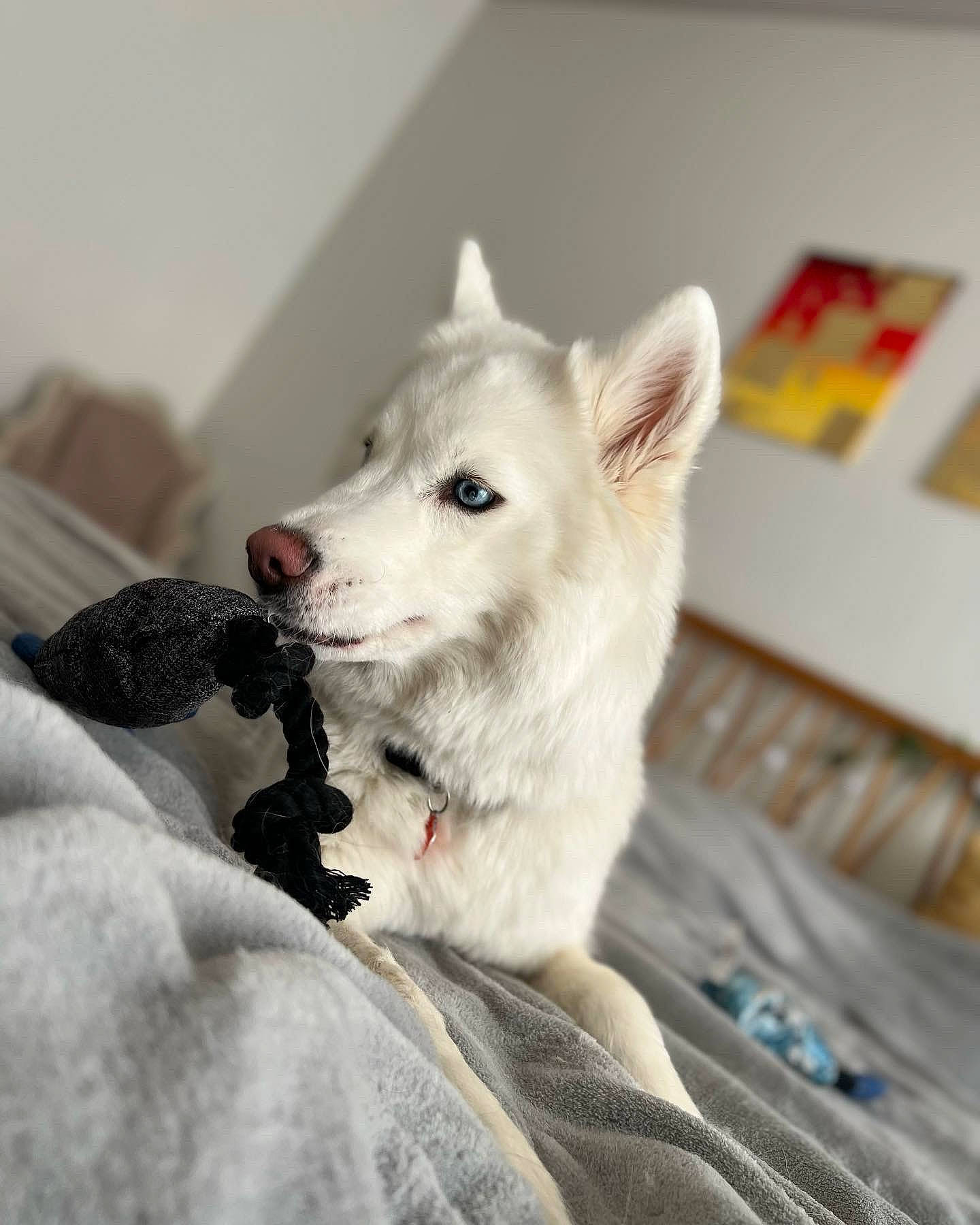 Snow participe au concours pour gagner de l'argent avec cette photo : ancient_dog_breeds, canidae, carnivore, comfort, companion_dog, dog, dog_breed, fawn, fur, grey, non_sporting_group, snout, sporting_group, terrestrial_animal, whiskers, working_animal