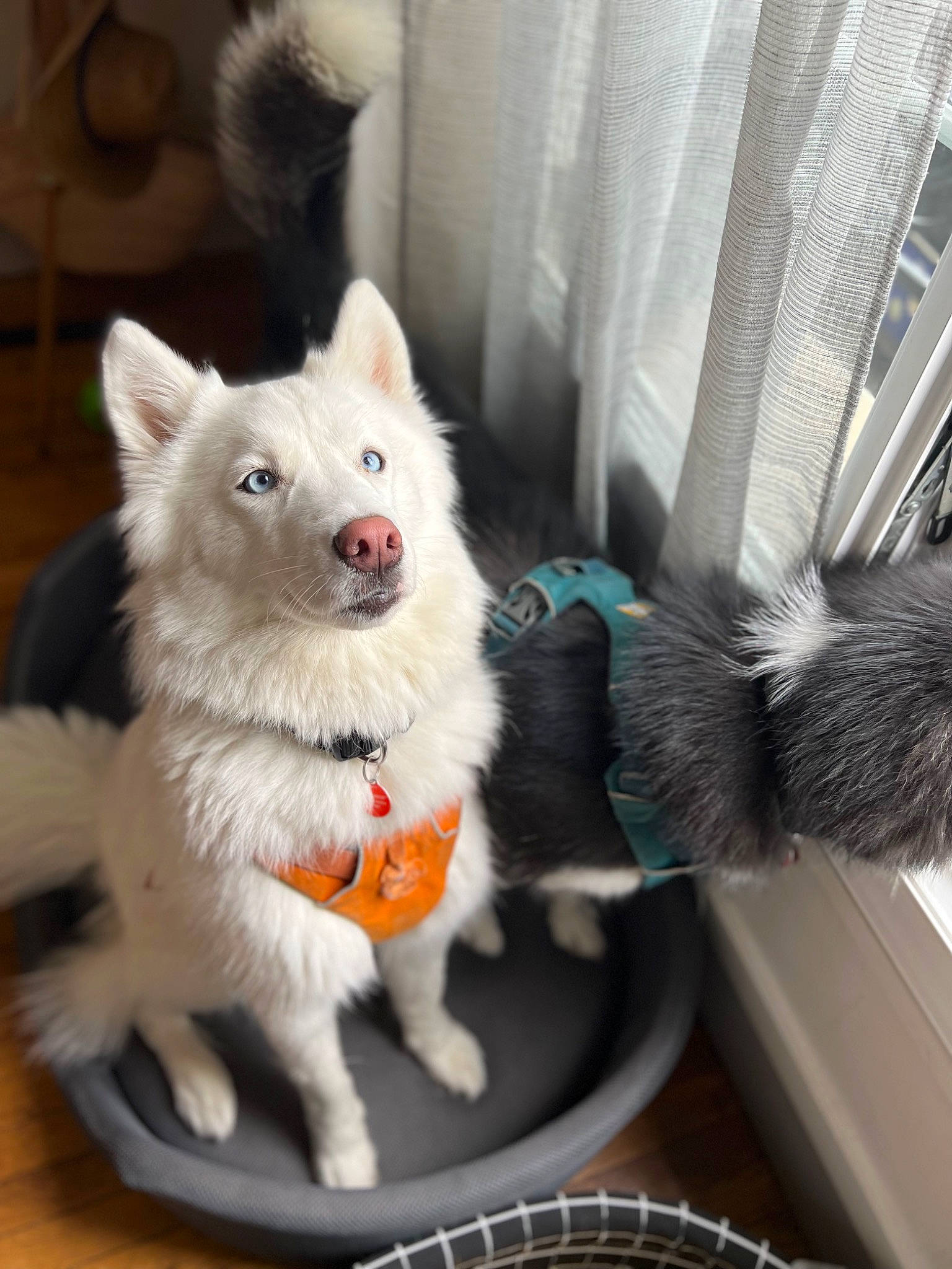 Snow participe au concours pour gagner de l'argent avec cette photo : canidae, carnivore, collar, companion_dog, cooking, curtain, dog, dog_breed, dog_supply, fur, german_spitz, kitchen_appliance, samoyed, snout, spitz, sporting_group, tableware, tail, volpino_italiano, whiskers