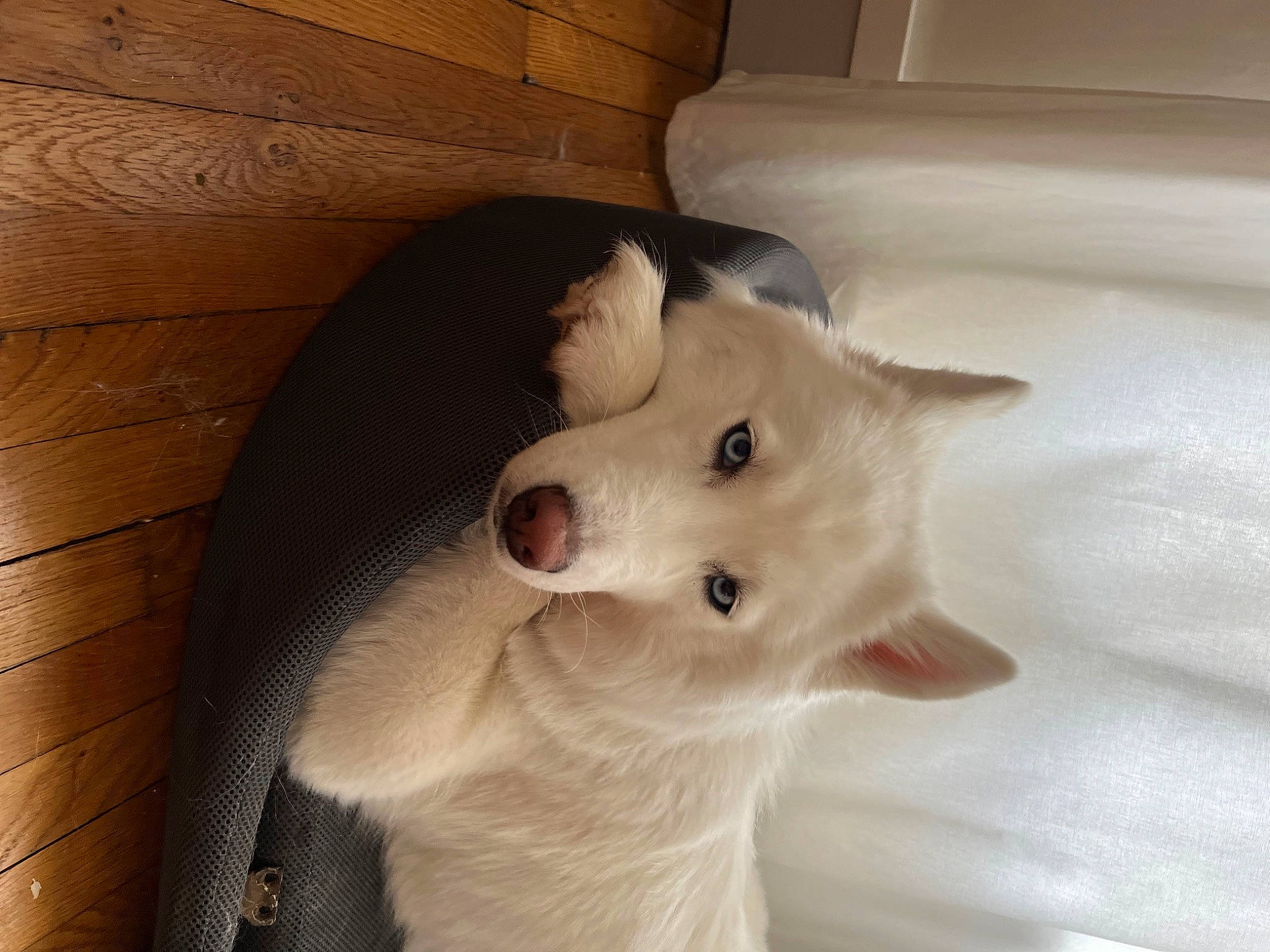 Snow a rejoint le concours — aidez-le/la à gagner de superbes lots ! canidae, carnivore, comfort, companion_dog, dog, dog_breed, ear, eye, fawn, felidae, fur, hardwood, jaw, small_to_medium_sized_cats, snout, sporting_group, tail, whiskers, wood, working_animal