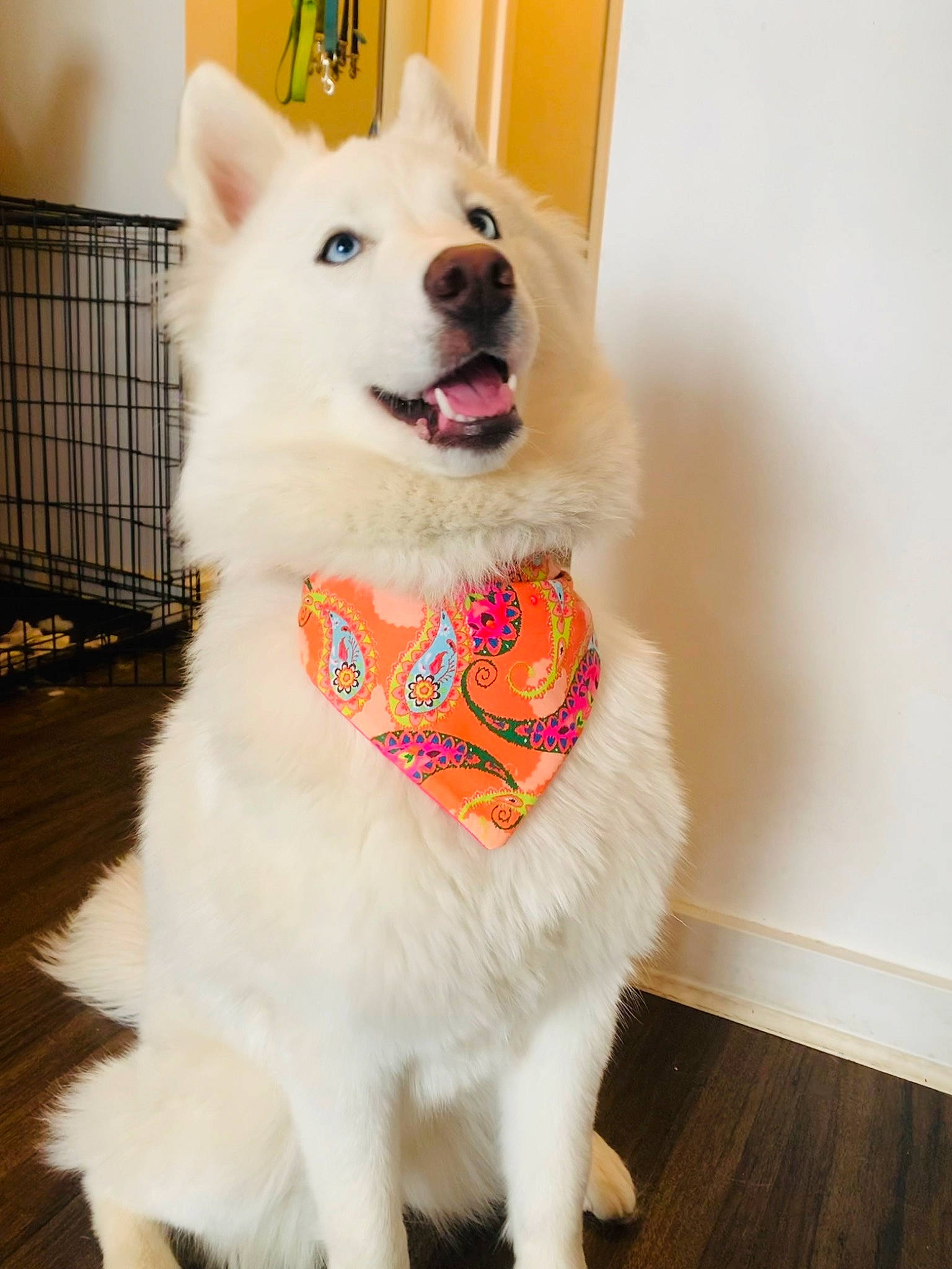 Snow participe au concours pour gagner de l'argent avec cette photo : canidae, carnivore, collar, companion_dog, dog, dog_breed, dog_collar, dog_supply, fashion_accessory, fawn, flooring, fur, leash, pet_supply, snout, spitz, sporting_group, tail, whiskers, working_animal