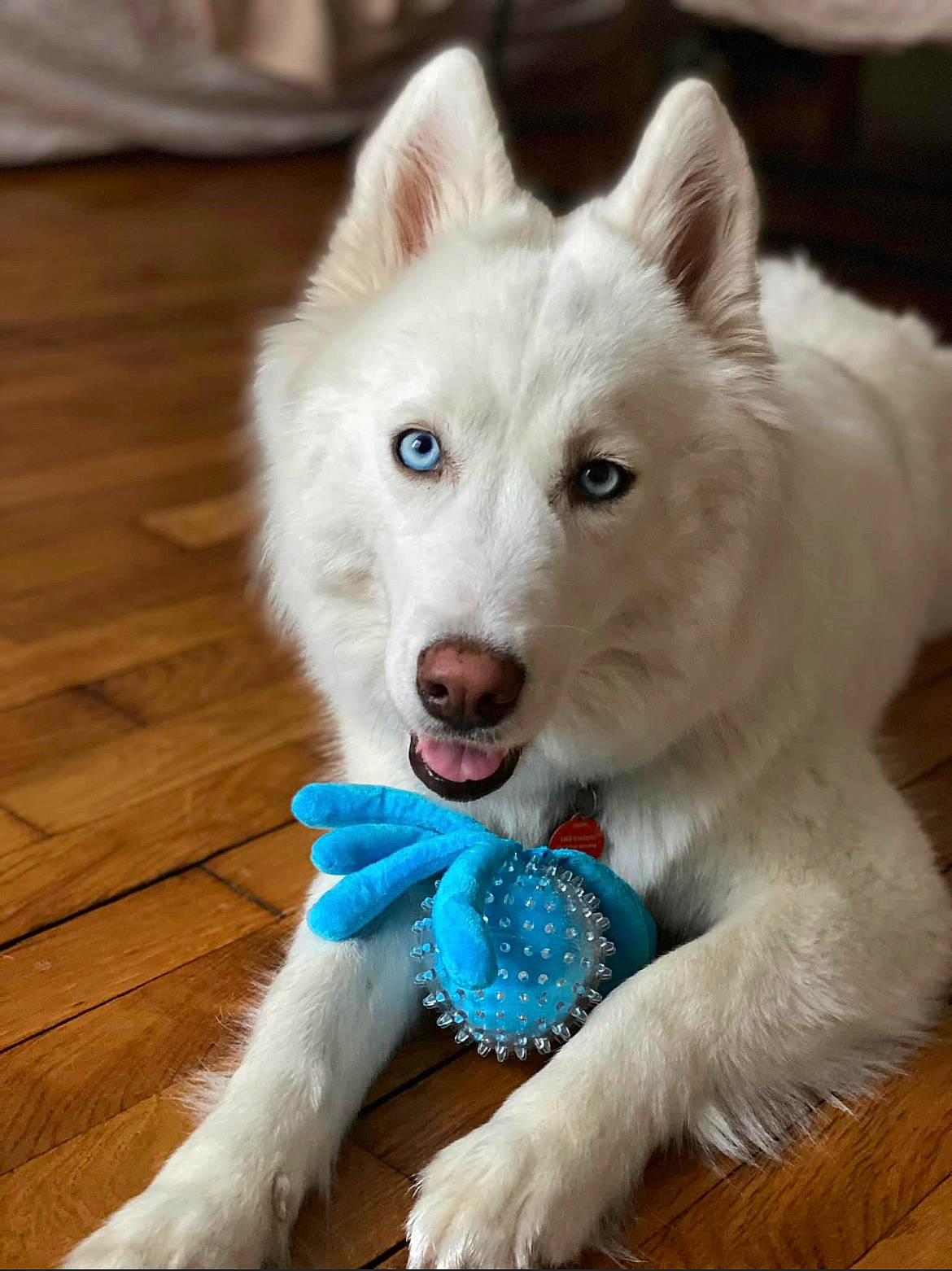 Snow participe au concours pour gagner de l'argent avec cette photo : canidae, canis, carnivore, companion_dog, dog, dog_breed, dog_supply, flooring, fur, hardwood, indian_spitz, snout, spitz, sporting_group, terrestrial_animal, volpino_italiano, whiskers, wood, wood_flooring, working_animal