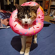 Lola a rejoint le concours — aidez-le/la à gagner de superbes lots ! cat, feline, pet, elizabethan_collar, inflatable_donut, donut, sprinkles, pink, whiskers, paws, bed, bedding, bedroom, furniture, indoor, standing, portrait, accessory, curious, humorous
