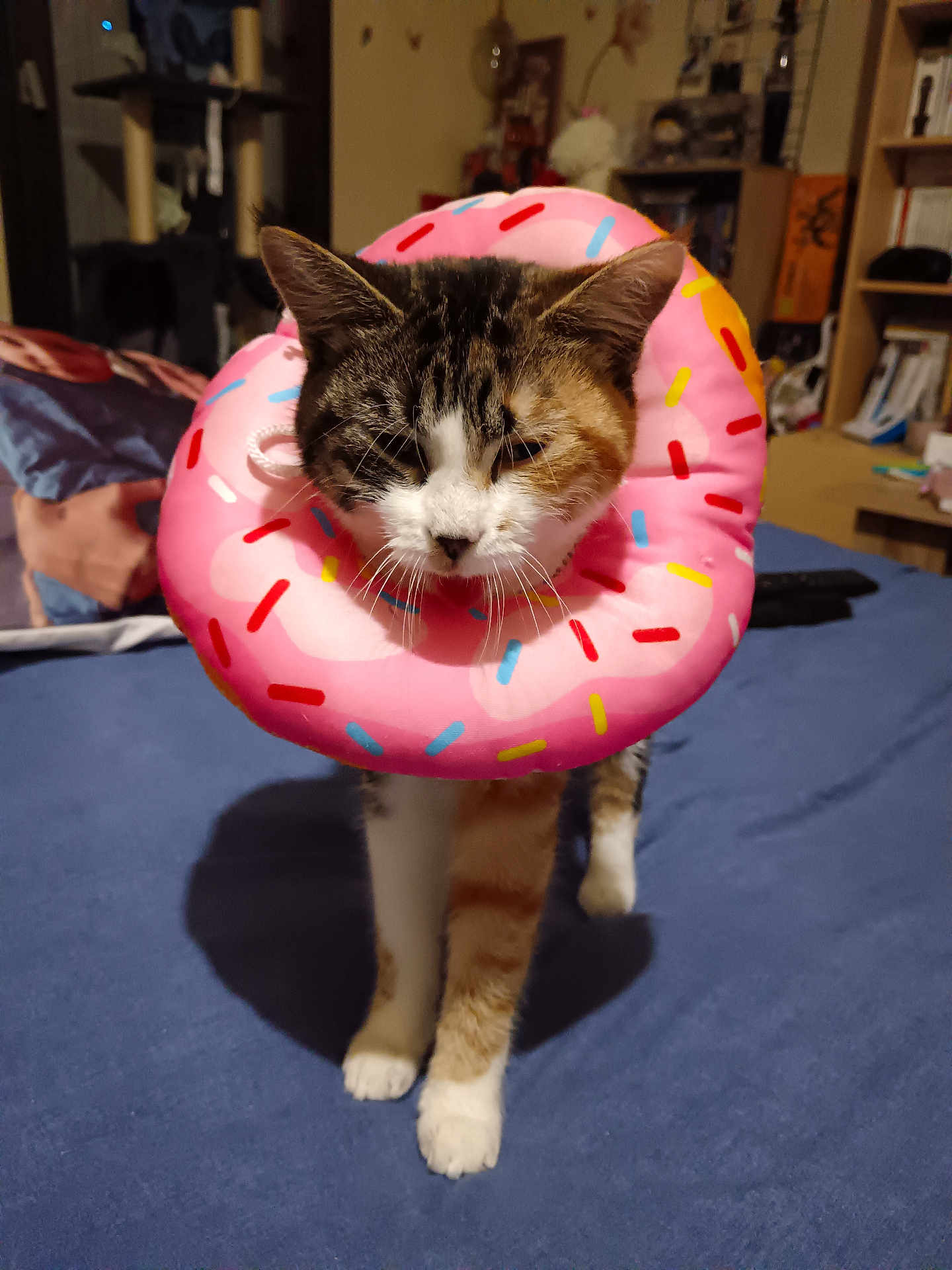 Lola a rejoint le concours — aidez-le/la à gagner de superbes lots ! cat, feline, pet, elizabethan_collar, inflatable_donut, donut, sprinkles, pink, whiskers, paws, bed, bedding, bedroom, furniture, indoor, standing, portrait, accessory, curious, humorous