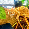 cat, orange_cat, feline, animal, pet, wooden_chair, outdoor, plants, greenery, netting, relaxing, sunlight, curious, furniture, resting, domestic_animal, nature, garden, wood, cozy