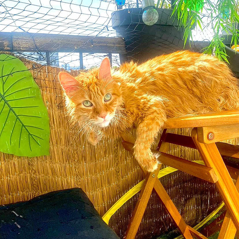 Cavani participe au concours pour gagner de l'argent avec cette photo : cat, orange_cat, feline, animal, pet, wooden_chair, outdoor, plants, greenery, netting, relaxing, sunlight, curious, furniture, resting, domestic_animal, nature, garden, wood, cozy