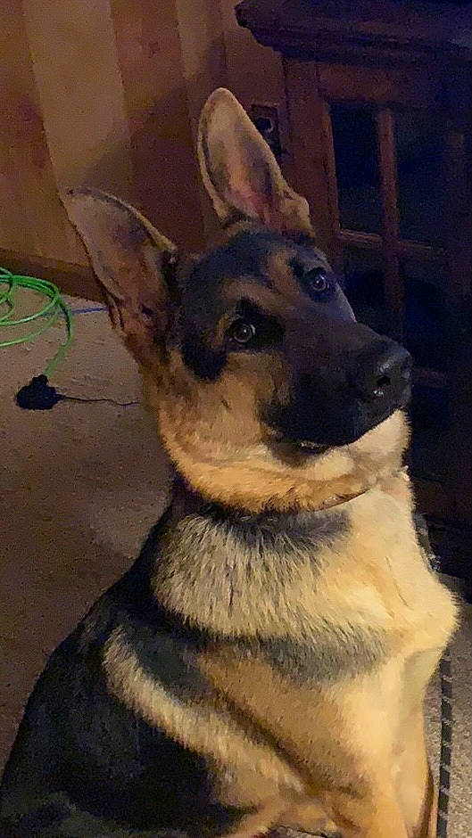 Max joined the competition — help win amazing prizes! canidae, carnivore, companion_dog, dog, dog_breed, east_european_shepherd, fawn, fur, german_shepherd_dog, herding_dog, jaw, king_shepherd, old_german_shepherd_dog, pet_supply, snout, sporting_group, terrestrial_animal, whiskers, working_animal, working_dog