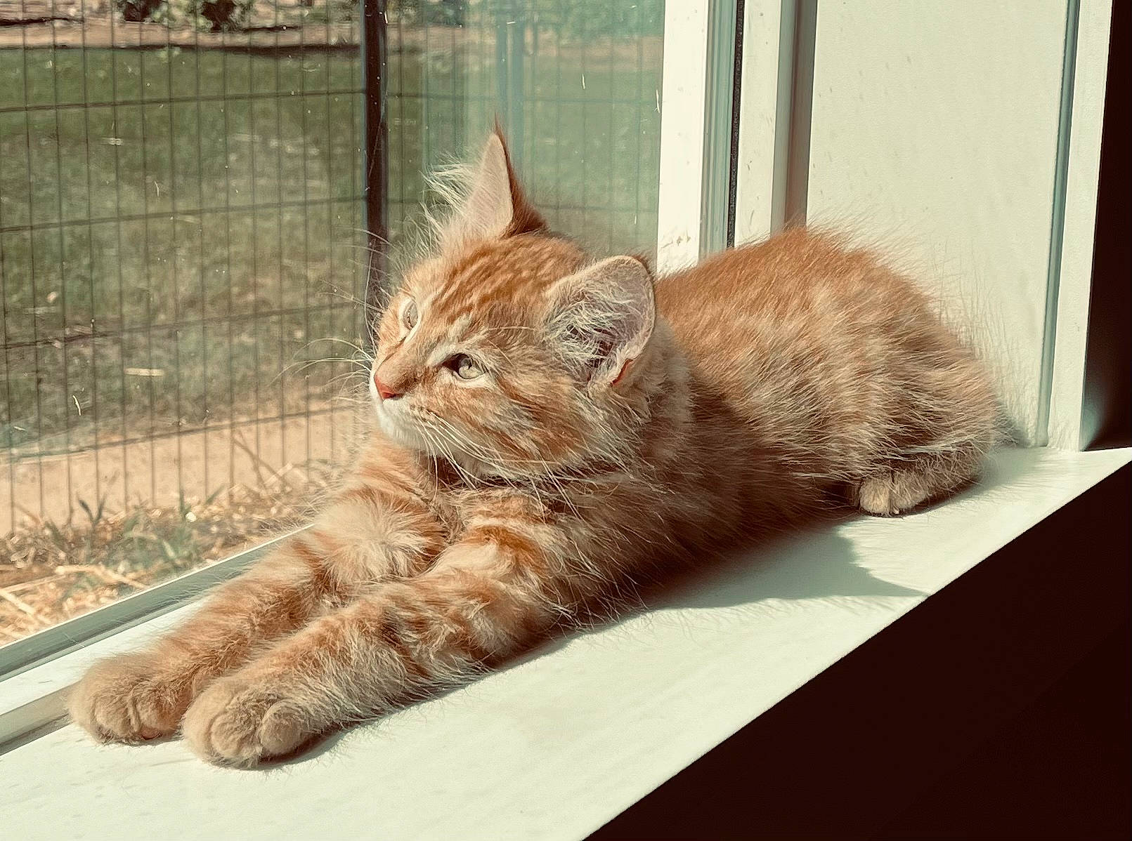 Blaze is registered to the contest to win money with this photo: carnivore, cat, claw, comfort, domestic_short_haired_cat, fawn, felidae, fence, fur, mesh, nap, paw, sitting, small_to_medium_sized_cats, snout, tail, terrestrial_animal, whiskers, window, wood