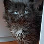 kitten, black_fur, blue_eyes, curious, fluffy, pet, animal, indoor, wooden_floor, furniture, small, cute, young, whiskers, ears, paw, face, domestic_cat, peek, cautious