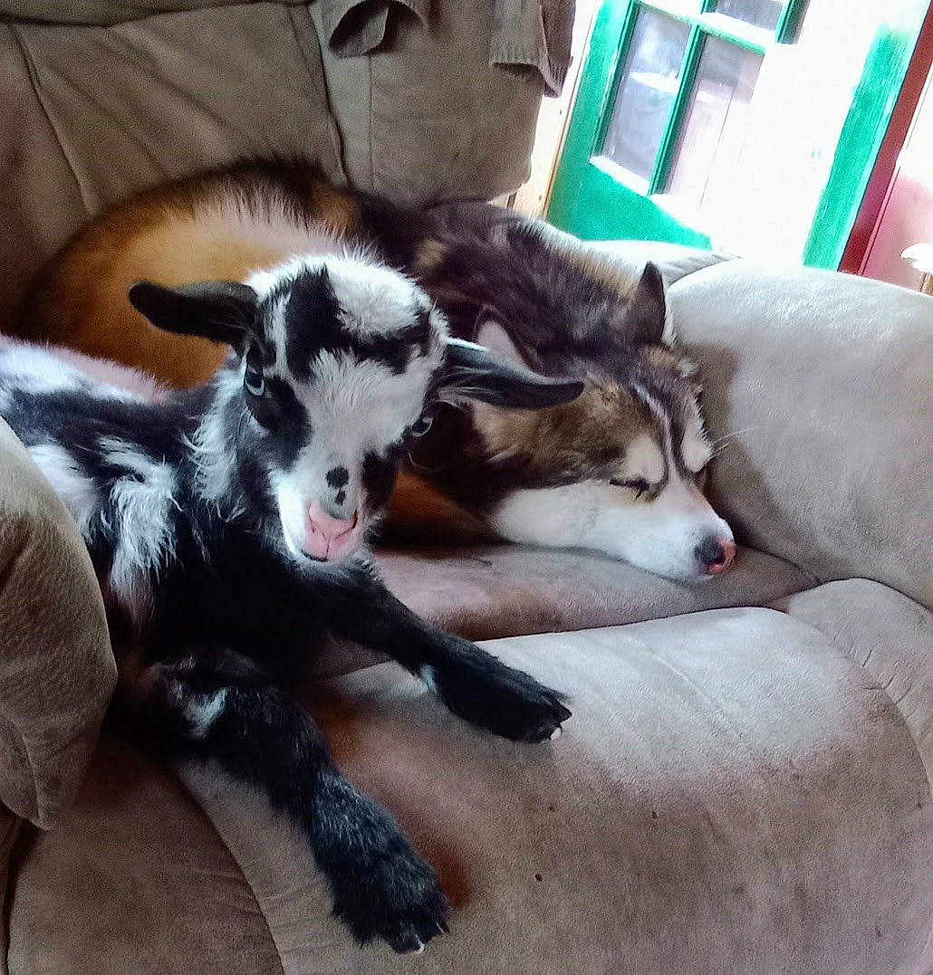 Bandit joined the competition — help win amazing prizes! canidae, carnivore, comfort, companion_dog, dog, dog_breed, fur, sled_dog, sporting_group, terrestrial_animal, whiskers, working_animal, working_dog