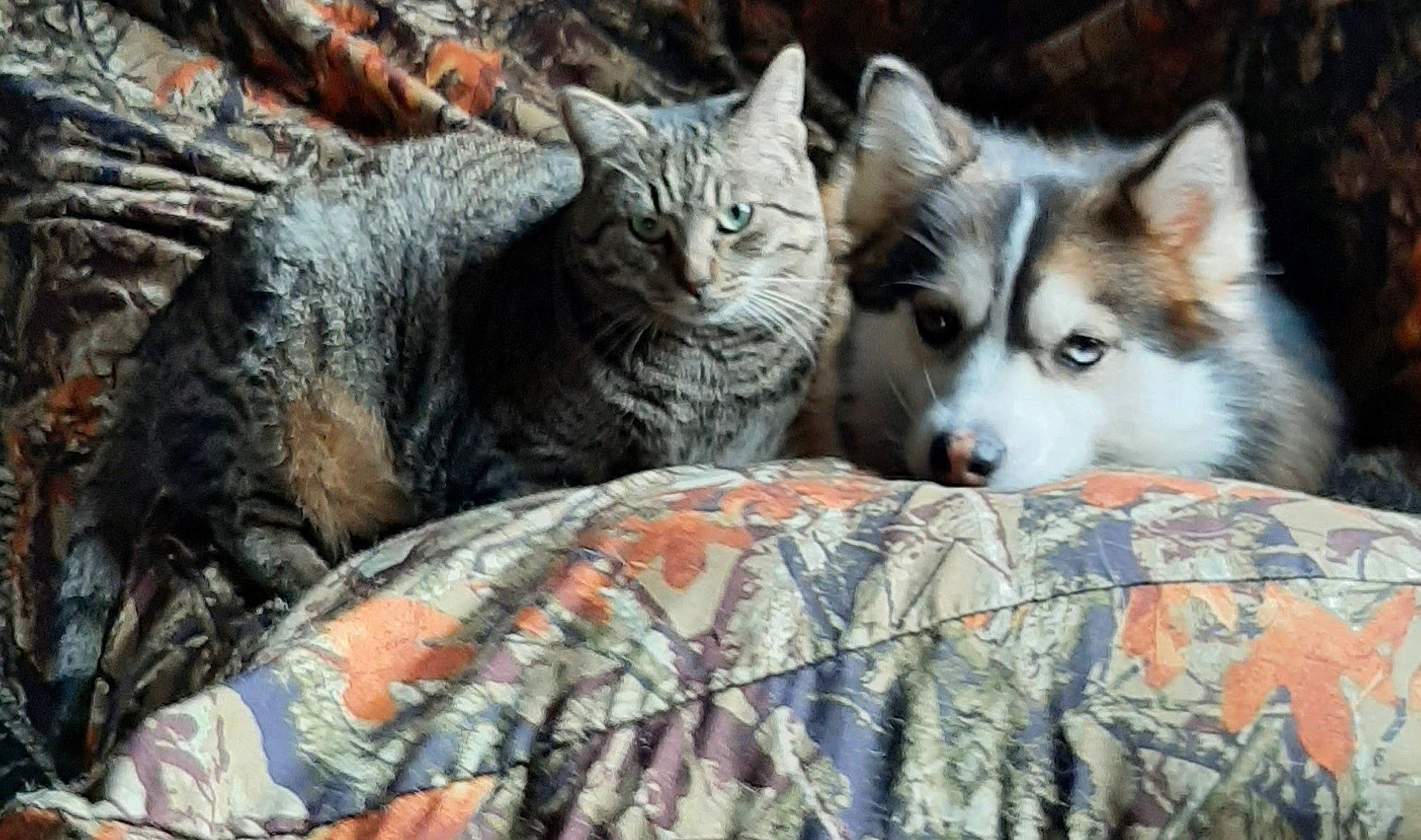 Bandit joined the competition — help win amazing prizes! carnivore, cat, comfort, dog, domestic_short_haired_cat, felidae, fur, grass, grey, plant, sled_dog, small_to_medium_sized_cats, snout, tail, terrestrial_animal, tree, whiskers, wildlife, wolf, wood