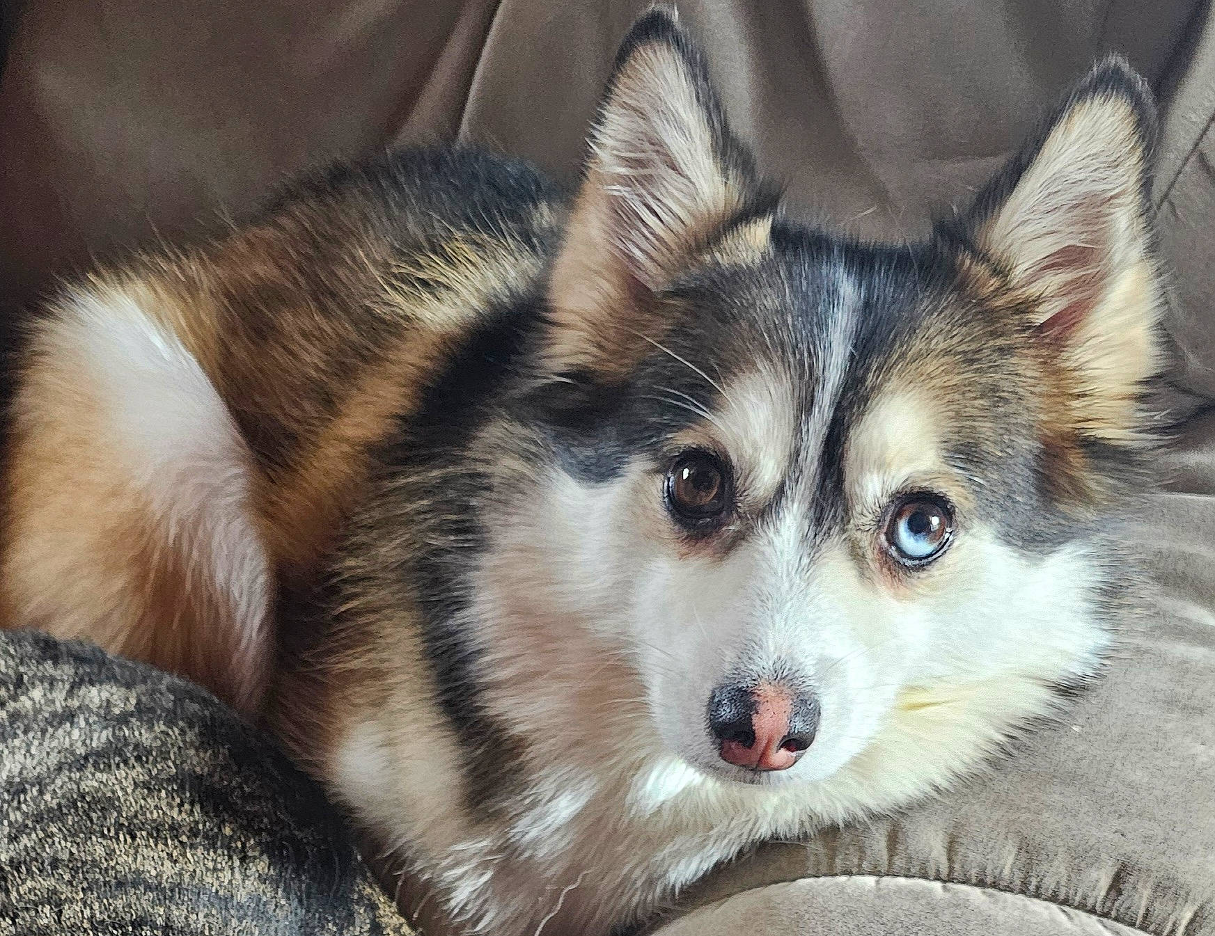 Bandit joined the competition — help win amazing prizes! canidae, canis, carnivore, companion_dog, dog, dog_breed, ear, eye, eyelash, fur, head, iris, jaw, musical_instrument, sled_dog, snout, sporting_group, terrestrial_animal, whiskers, wildlife