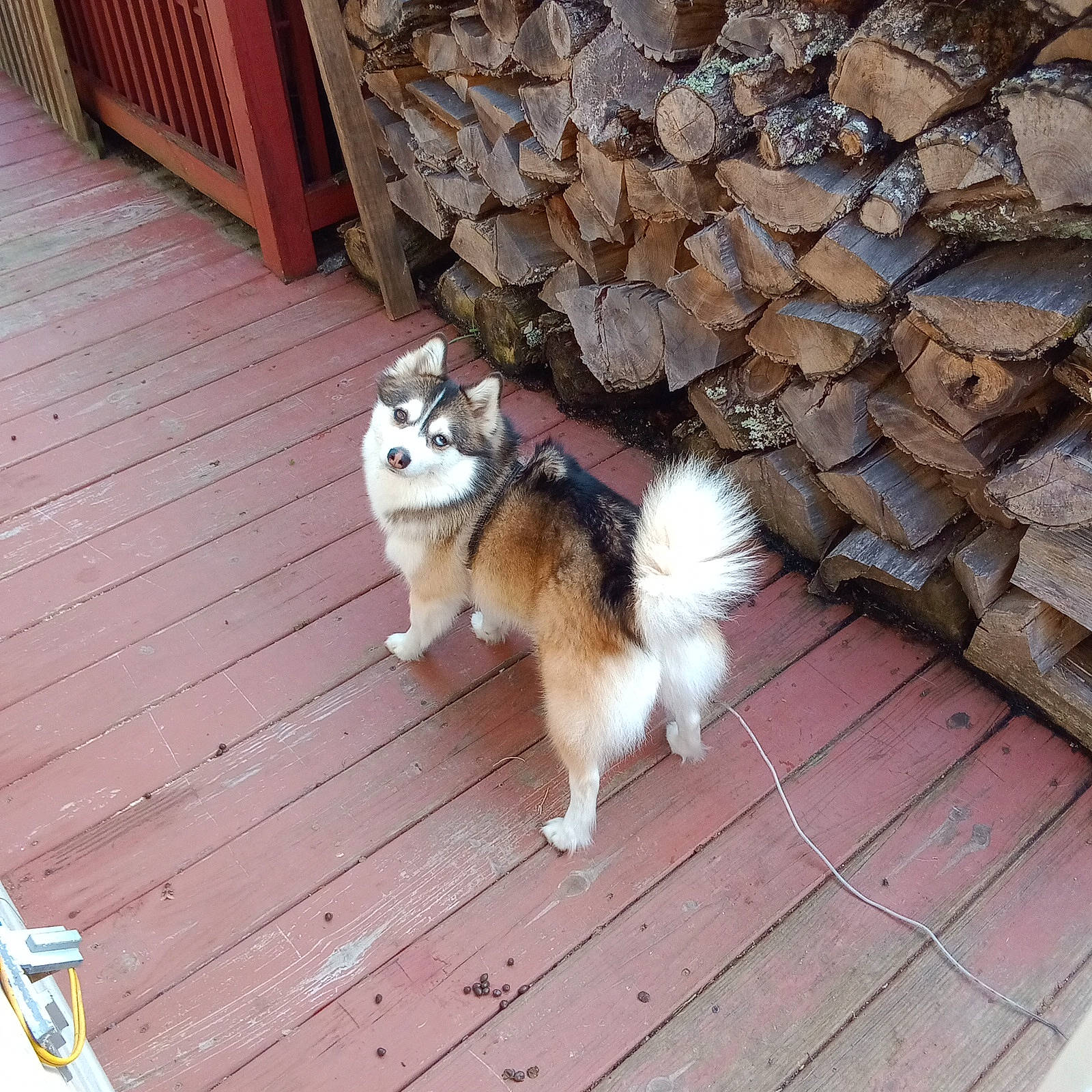 Bandit is registered to the contest to win money with this photo: ancient_dog_breeds, carnivore, collie, companion_dog, dog, dog_breed, floor, flooring, fur, hardwood, herding_dog, scotch_collie, shetland_sheepdog, sled_dog, tail, wood, working_dog