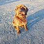 Eve participe au concours pour gagner de l'argent avec cette photo : canidae, carnivore, cavapoo, companion_dog, dog, dog_breed, griffon_bruxellois, havanese, lhasa_apso, mammal, morkie, norfolk_terrier, poodle_crossbreed, puppy, rare_breed_dog, schnoodle, small_terrier, sporting_group, terrier, toy_dog