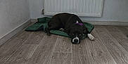 Taïga participe au concours pour gagner de l'argent avec cette photo : animal, black_dog, calm, canine, dog, domestic_animal, floor, flooring, green_mat, home, indoor, lying_down, minimalist_room, pet, purple_collar, quiet, radiator, resting, white_wall, wooden_floor