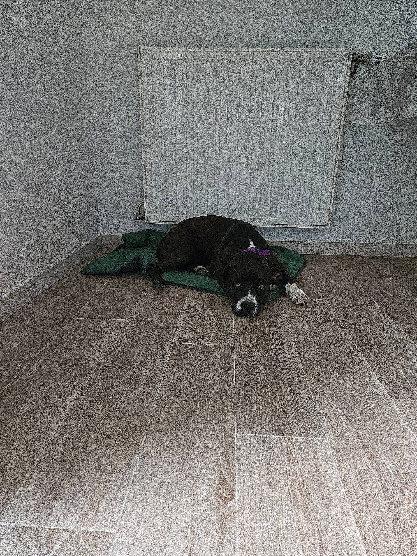 Taïga a rejoint le concours — aidez-le/la à gagner de superbes lots ! animal, black_dog, calm, corner, dog, domestic, flooring, green_mat, home, indoor, lying_down, minimalist, pet, purple_collar, quiet, radiator, relaxed, resting, white_markings, wooden_floor